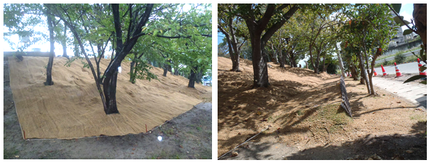 株式会社大幸建設の法面工事